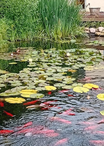 Bio teichklar durch koaxolith - bio-teichklar,